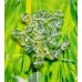 Tulipe - Crystal (5 pces)