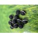 Ronde 12 - Agate naturelle Noir opaque-strass (1 pce)